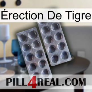 Érection De Tigre 31